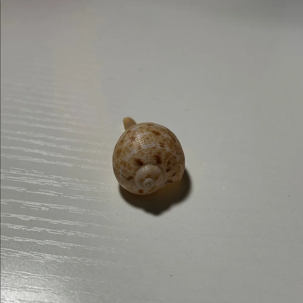 Natural Seashell Collection for Small Pets